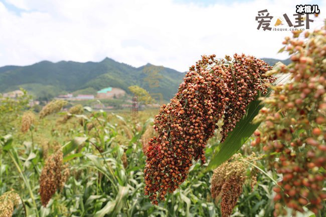 茅台太贵？窖国公这款酒口感评价不输茅台